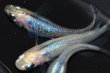 画像2: 春194　　　ピンクサファイアシャドー（普通体型）  　Lサイズ  3匹 (2)