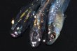 画像1: 204　　虹彩美麗！　スーパー魔王・改 （ヒカリ体型）　LМサイズ  3匹 (1)