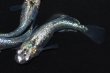 画像4: 春209　　有望個体！　月虹スパンコール（ヒカリ体型）  　Мサイズ  3匹 (4)