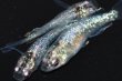 画像5: 春209　　有望個体！　月虹スパンコール（ヒカリ体型）  　Мサイズ  3匹 (5)