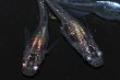 画像6: 春215　　特選個体！　宝鱗無双（ヒカリ体型）  　Mサイズ  ３匹 (6)