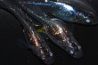 画像1: 春215　　特選個体！　宝鱗無双（ヒカリ体型）  　Mサイズ  ３匹 (1)