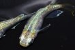 画像5: 春217　　特選美麗！　エメラルダ（普通体型）  　Ｌサイズ  1ペア (5)