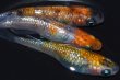 画像4: 春226　　安芸三色ハレギ（普通体型） 　LМサイズ  3匹 (4)