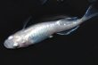 画像9: 春222　ＮＥW！　プラチナエンジェル（ヒカリ体型） 　Ｌサイズ  1ペア (9)