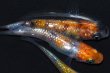 画像1: 春226　　安芸三色ハレギ（普通体型） 　LМサイズ  3匹 (1)