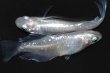 画像1: 春222　ＮＥW！　プラチナエンジェル（ヒカリ体型） 　Ｌサイズ  1ペア (1)