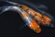 画像5: 春226　　安芸三色ハレギ（普通体型） 　LМサイズ  3匹 (5)
