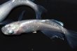 画像10: 春222　ＮＥW！　プラチナエンジェル（ヒカリ体型） 　Ｌサイズ  1ペア (10)