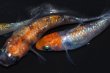 画像2: 春226　　安芸三色ハレギ（普通体型） 　LМサイズ  3匹 (2)
