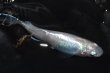 画像8: 春222　ＮＥW！　プラチナエンジェル（ヒカリ体型） 　Ｌサイズ  1ペア (8)