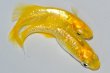 画像1: 234　有望個体！　レモンスカッシュ（ヒカリ体型）　Lサイズ  1ペア (1)