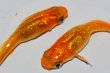 画像1: 241　虹彩強！　赫・アキラ（ヒカリ体型）ＬМサイズ 1ペア (1)