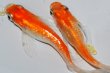 画像6: 242　ＮＥＷ!ヒレ長！花香翼・はなこうよく（普通体型） 　Lサイズ  1ペア (6)