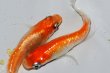画像3: 242　ＮＥＷ!ヒレ長！花香翼・はなこうよく（普通体型） 　Lサイズ  1ペア (3)