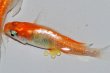 画像10: 242　ＮＥＷ!ヒレ長！花香翼・はなこうよく（普通体型） 　Lサイズ  1ペア (10)