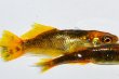 画像3: 240　ＮＥＷ！黒蜜ゴールドレモン（ヒカリ体型） 　LМサイズ  1ペア (3)