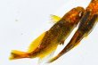 画像5: 240　ＮＥＷ！黒蜜ゴールドレモン（ヒカリ体型） 　LМサイズ  1ペア (5)
