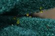 画像10: 212　虹彩変化強！　鳳凰（ヒカリ体型）  　LМサイズ  3匹 (10)