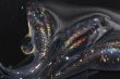 画像2: 251　特選虹彩変化強個体！　　スーパー魔王・改 　Lサイズ  3匹 (2)