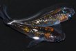 画像1: 264　　雄ヒレナガ！ハレギ 　Lサイズ  1ペア (1)