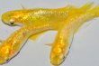 画像9: 268　虹彩、ラメ美麗！　レモンスカッシュ（ヒカリ体型） 　Lサイズ  3匹 (9)