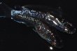 画像3: 269　レアー個体！　ブラックマンバ・ブルードレス（普通体型） Lサイズ・1ペア (3)