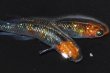 画像1: 265　牡丹ハレギ（普通体型）Lサイズ  1ペア (1)