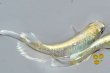 画像7: 266　 　特選美麗！　ゴールデンブルードレス　（普通体型） Lサイズ  1ペア (7)
