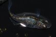 画像4: 257　　ブラックナイト（普通体型）Ｌサイズ  3匹 (4)