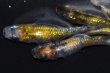 画像4: 267　　橙入り！すみれ（普通体型）  Ｌサイズ　5匹 (4)