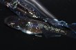 画像7: 269　レアー個体！　ブラックマンバ・ブルードレス（普通体型） Lサイズ・1ペア (7)