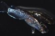画像4: 269　レアー個体！　ブラックマンバ・ブルードレス（普通体型） Lサイズ・1ペア (4)