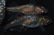 画像1: 257　　ブラックナイト（普通体型）Ｌサイズ  3匹 (1)