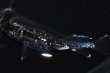 画像5: 269　レアー個体！　ブラックマンバ・ブルードレス（普通体型） Lサイズ・1ペア (5)