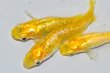 画像8: 268　虹彩、ラメ美麗！　レモンスカッシュ（ヒカリ体型） 　Lサイズ  3匹 (8)