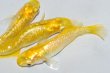 画像4: 268　虹彩、ラメ美麗！　レモンスカッシュ（ヒカリ体型） 　Lサイズ  3匹 (4)