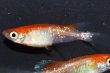 画像9: 242　ＮＥＷ!ヒレ長！花香翼・はなこうよく（普通体型） 　Lサイズ  1ペア (9)
