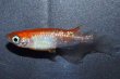 画像7: 242　ＮＥＷ!ヒレ長！花香翼・はなこうよく（普通体型） 　Lサイズ  1ペア (7)