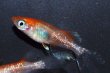 画像1: 242　ＮＥＷ!ヒレ長！花香翼・はなこうよく（普通体型） 　Lサイズ  1ペア (1)