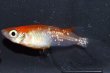 画像5: 242　ＮＥＷ!ヒレ長！花香翼・はなこうよく（普通体型） 　Lサイズ  1ペア (5)