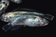 画像2: 298　　有望個体！　ストームマジック（普通体型）  　LМサイズ  4匹 (2)