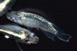 画像9: 298　　有望個体！　ストームマジック（普通体型）  　LМサイズ  4匹 (9)
