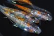 画像1: 311　父の日セール！安芸三色ハレギ（普通体型） 　Lサイズ  4匹 (1)