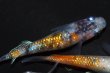 画像5: 311　父の日セール！安芸三色ハレギ（普通体型） 　Lサイズ  4匹 (5)
