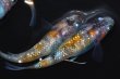 画像3: 311　父の日セール！安芸三色ハレギ（普通体型） 　Lサイズ  4匹 (3)