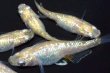 画像3: 320　 ミルキーゴールドティアラ（同腹個体・普通体型）　LМサイズ  5匹 (3)