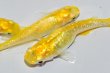 画像8: 326　卵付き！　虹彩美麗！　レモンスカッシュ  　Ｌサイズ  3匹 (8)
