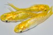 画像5: 326　卵付き！　虹彩美麗！　レモンスカッシュ  　Ｌサイズ  3匹 (5)