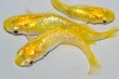 画像2: 326　卵付き！　虹彩美麗！　レモンスカッシュ  　Ｌサイズ  3匹 (2)